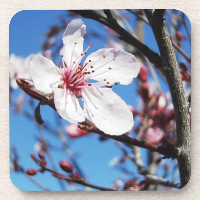 Cherry Blossom 2 Coaster (Front)