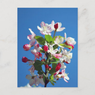 Cherry blossom and meaning postcard
