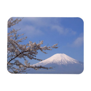 Cherry Blossom and Mt. Fuji 2 Magnet