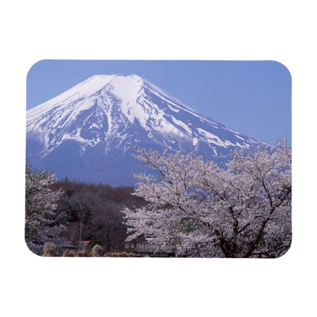 Cherry Blossom and Mt. Fuji Magnet (Horizontal)