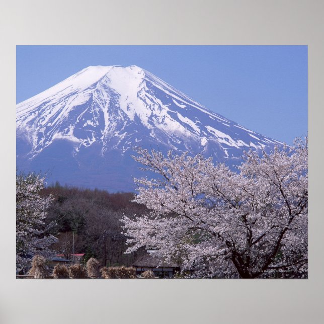 Cherry Blossom and Mt. Fuji Poster (Front)