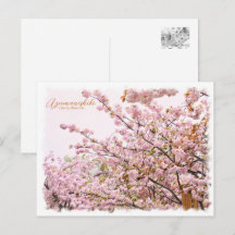 Cherry Blossom "Azuma-nishiki" Postcard