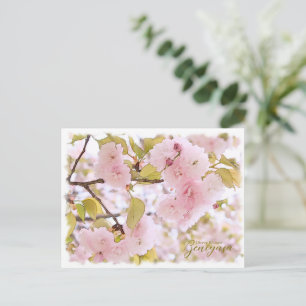 Cherry Blossom "Benigasa" Postcard