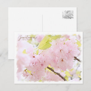 Cherry Blossom 'Benitemari' Postcard