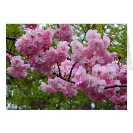 Cherry blossom branch cards (Front Horizontal)