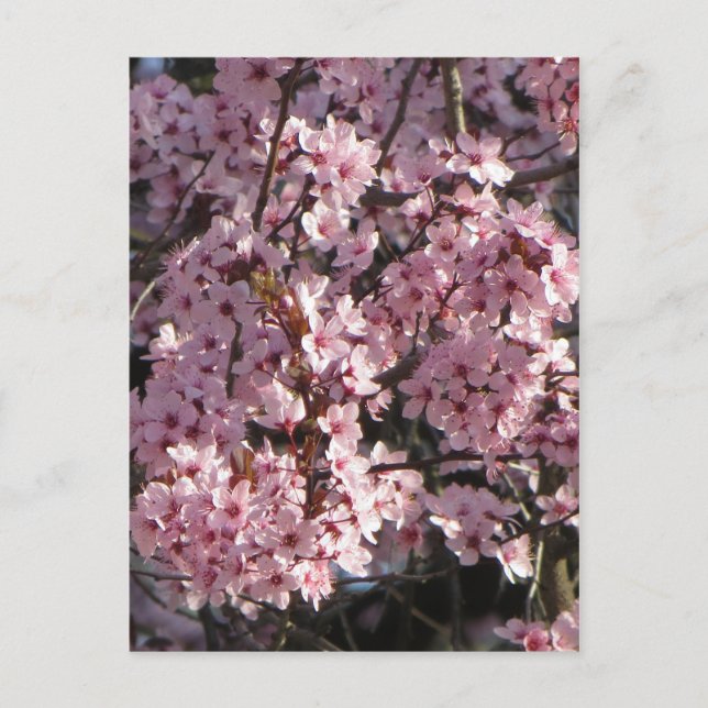 Cherry Blossom Bundle Postcard (Front)