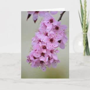 Cherry Blossom Card