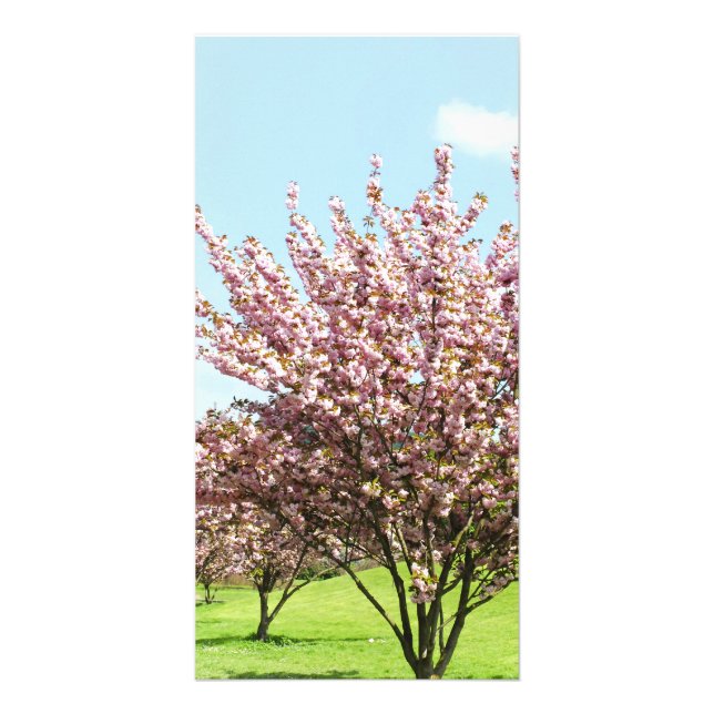 Cherry Blossom Card (Front)