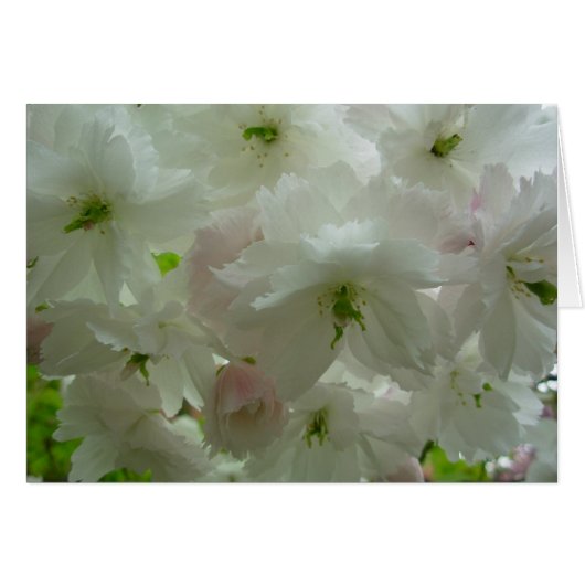 Cherry Blossom Card White Blossom Card Personalize (Front Horizontal)