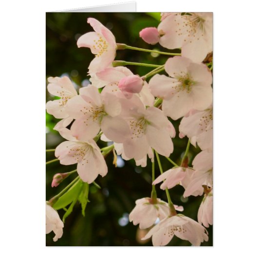 Cherry Blossom Card White Blossom Card Personalize (Front)