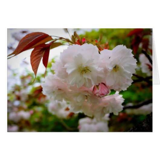 Cherry Blossom Cards (Front Horizontal)
