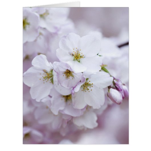 Cherry blossom cards (Front)