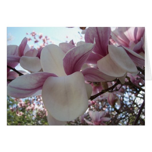 Cherry Blossom Cards (Front Horizontal)