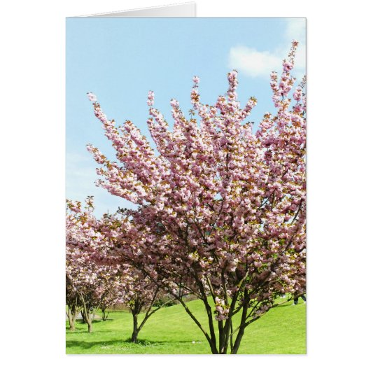 Cherry Blossom Cards (Front)