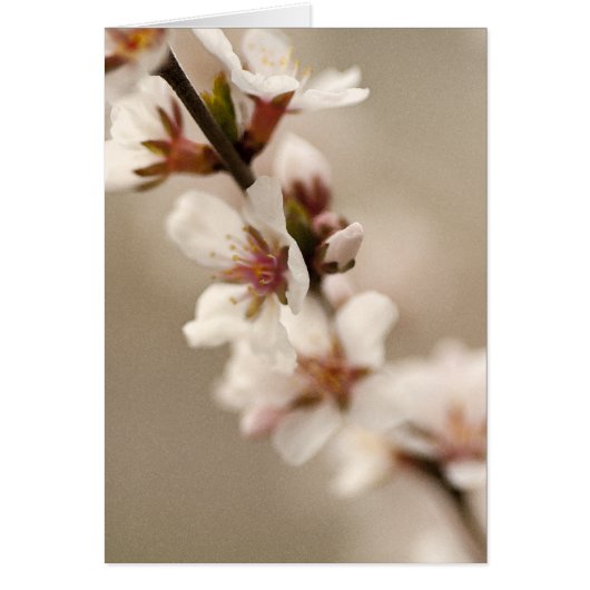 Cherry Blossom Cards (Front)