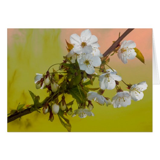 Cherry Blossom Cards (Front Horizontal)