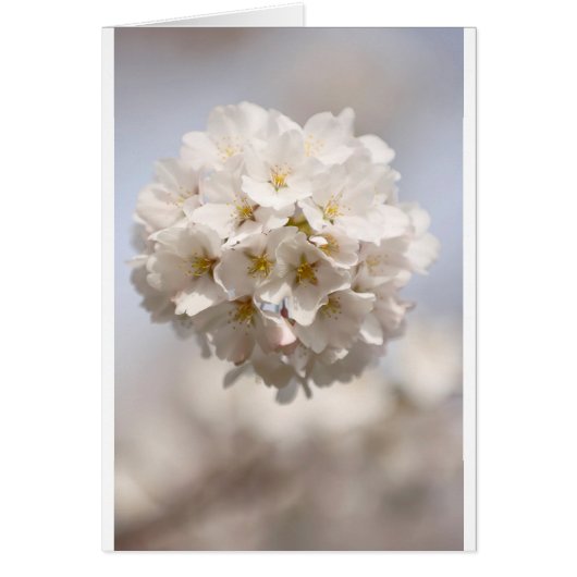 Cherry Blossom Cards (Front)