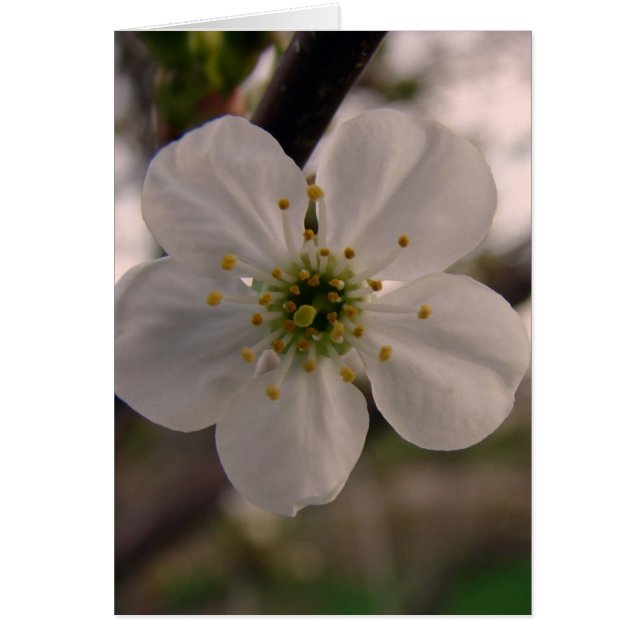 Cherry Blossom Cards (Front)