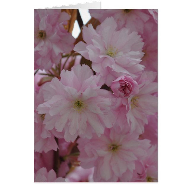 Cherry Blossom Cards (Front)