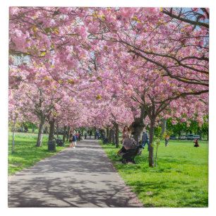Cherry blossom ceramic tile