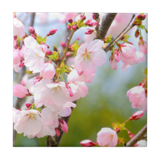 Cherry Blossom Close Up Ceramic Tile