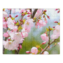 Cherry Blossom Close Up