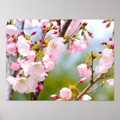 Cherry Blossom Close Up Poster
