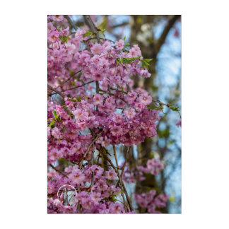 Cherry Blossom Dreams Acrylic Wall Art