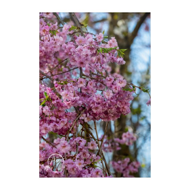 Cherry Blossom Dreams Acrylic Wall Art (Front)