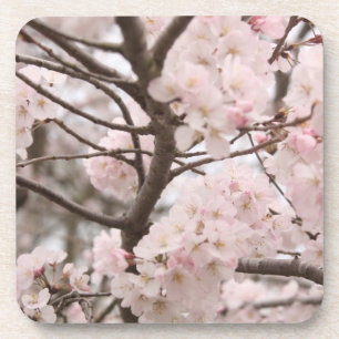 Cherry Blossom Drink Coaster