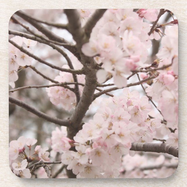 Cherry Blossom Drink Coaster (Front)