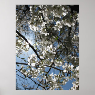 Cherry Blossom Equinox, print