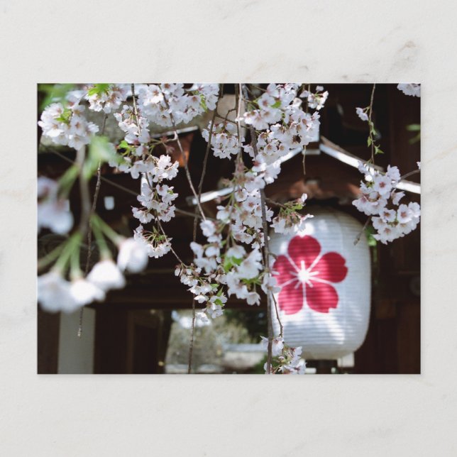 Cherry Blossom Festival in Kyoto Postcard (Front)