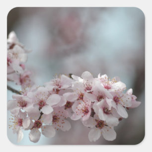 Cherry Blossom Floral Square Sticker
