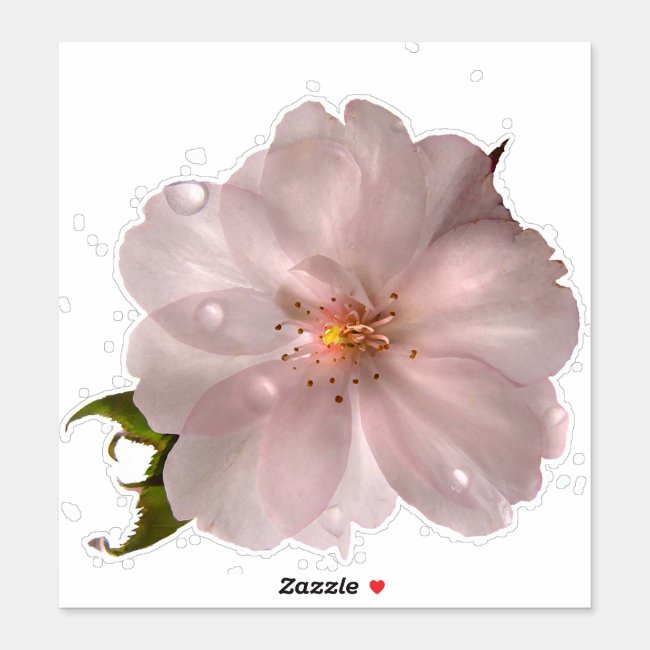 Cherry Blossom Flower Floral Contour Sticker