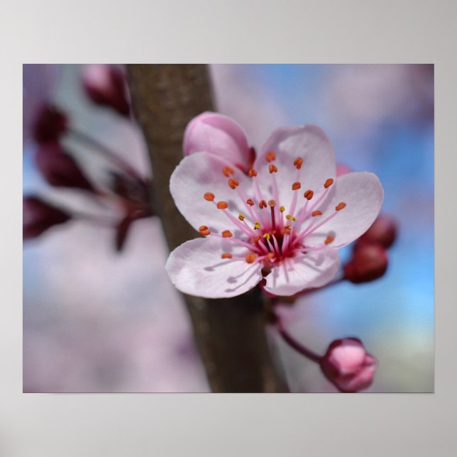 Cherry Blossom Flower Poster (Front)