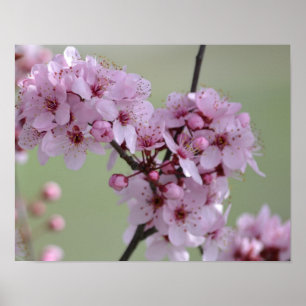 Cherry Blossom Flowers Poster