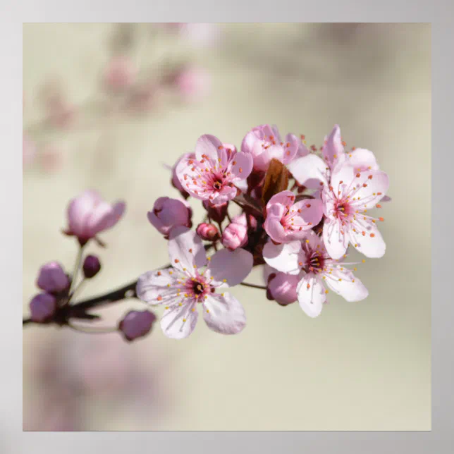 Cherry Blossom Flowers Poster | Zazzle