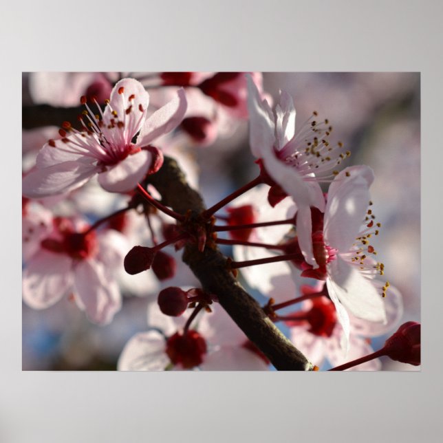 Cherry Blossom Flowers Poster (Front)