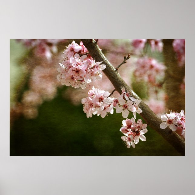 Cherry Blossom Flowers Poster (Front)