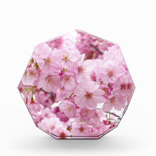 Cherry Blossom Flowers Sakura Acrylic Award