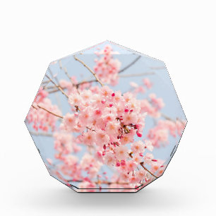 Cherry Blossom Flowers Sakura Acrylic Award