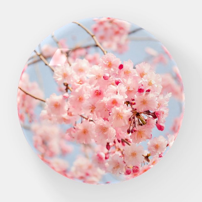 Cherry Blossom Flowers Sakura Paperweight (Front)