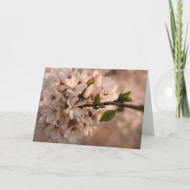 Cherry Blossom Greeting Card (Front)