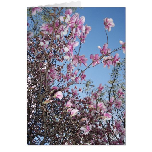 Cherry Blossom Greeting Cards (Front)