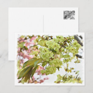 Cherry Blossom 'Gyoiko' Postcard