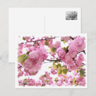 Cherry Blossom "Hirano-nadeshiko" ポストカード Postcard
