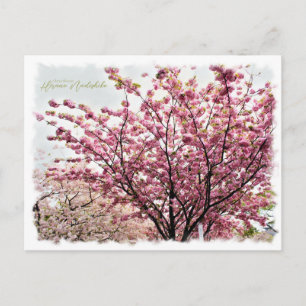 Cherry Blossom "Hirano-nadeshiko" Postcard