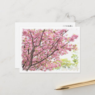 Cherry Blossom "Hirano-nadeshiko" Postcard