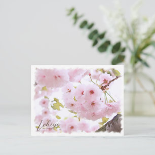 Cherry Blossom "Ichiyo" ポストカード Postcard
